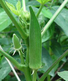 Sai Bhavya Seeds