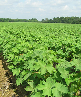 Sai Bhavya Seeds