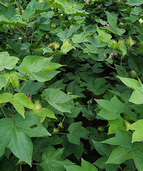 Sai Bhavya Seeds