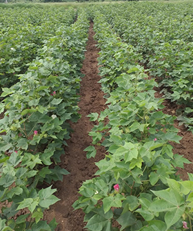 Sai Bhavya Seeds