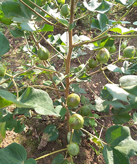 Sai Bhavya Seeds