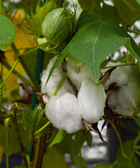 Sai Bhavya Seeds