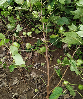 Sai Bhavya Seeds