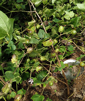 Sai Bhavya Seeds
