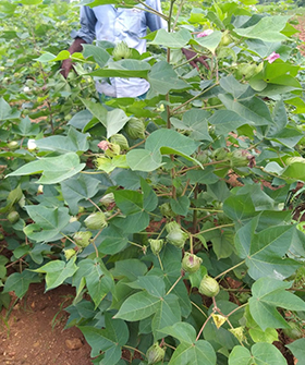 Sai Bhavya Seeds