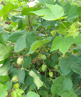 Sai Bhavya Seeds