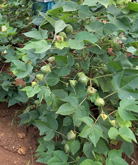 Sai Bhavya Seeds