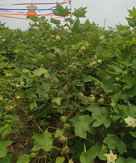Sai Bhavya Seeds