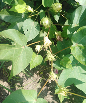 Sai Bhavya Seeds