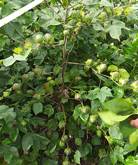 Sai Bhavya Seeds