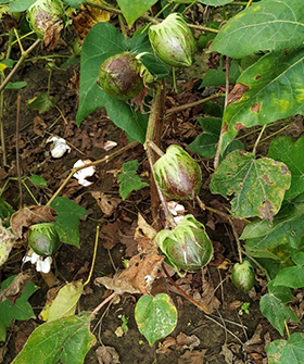 Sai Bhavya Seeds