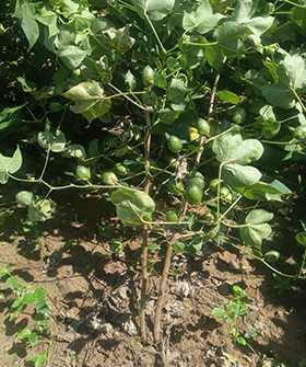 Sai Bhavya Seeds