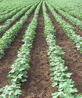 Sai Bhavya Seeds