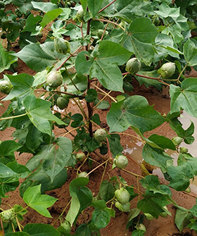 Sai Bhavya Seeds