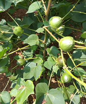 Sai Bhavya Seeds