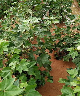 Sai Bhavya Seeds