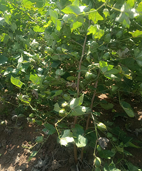 Sai Bhavya Seeds