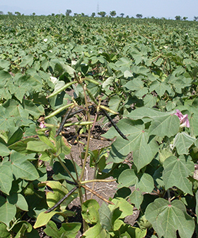 Sai Bhavya Seeds