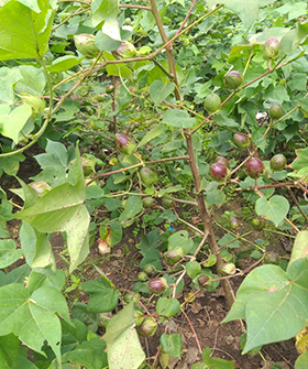 Sai Bhavya Seeds
