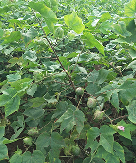 Sai Bhavya Seeds