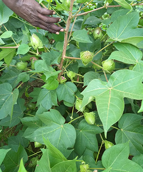 Sai Bhavya Seeds