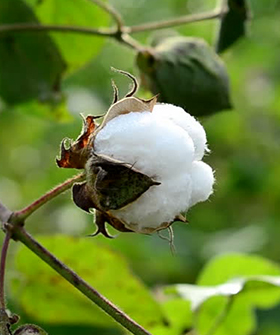 Sai Bhavya Seeds