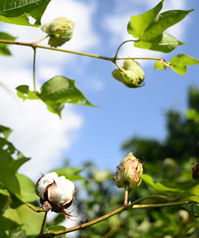 Sai Bhavya Seeds