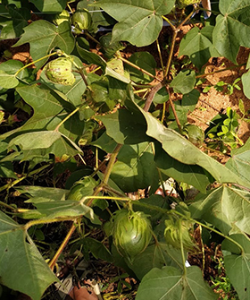 Sai Bhavya Seeds