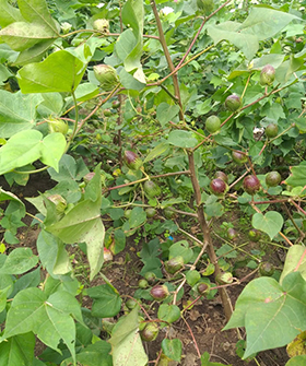 Sai Bhavya Seeds