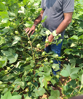Sai Bhavya Seeds