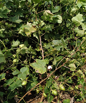 Sai Bhavya Seeds