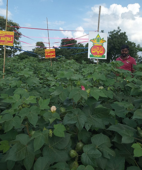 Sai Bhavya Seeds