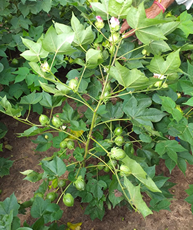 Sai Bhavya Seeds