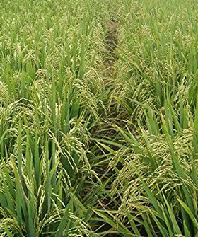 Sai Bhavya Seeds