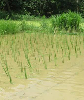 Sai Bhavya Seeds