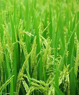 Sai Bhavya Seeds