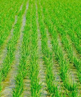 Sai Bhavya Seeds