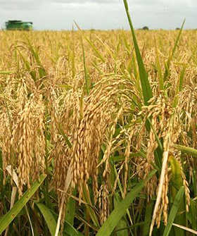 Sai Bhavya Seeds