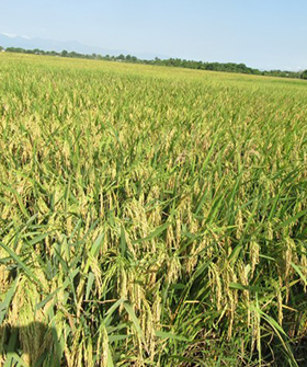 Sai Bhavya Seeds