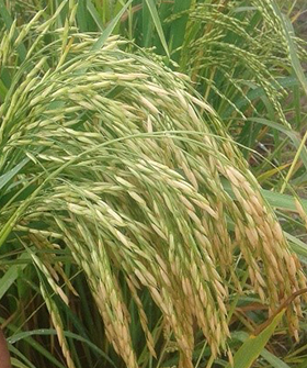 Sai Bhavya Seeds