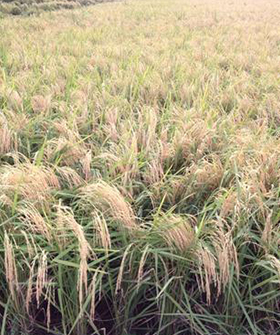 Sai Bhavya Seeds
