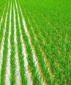 Sai Bhavya Seeds