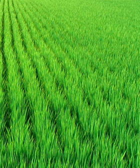 Sai Bhavya Seeds