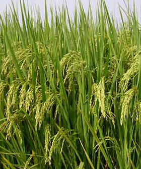 Sai Bhavya Seeds
