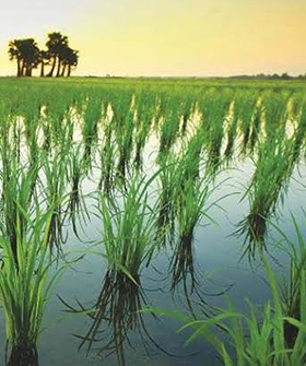 Sai Bhavya Seeds