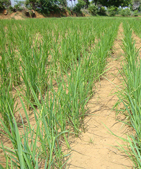 Sai Bhavya Seeds