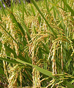 Sai Bhavya Seeds