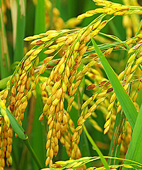 Sai Bhavya Seeds