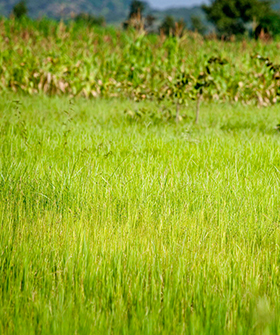 Sai Bhavya Seeds