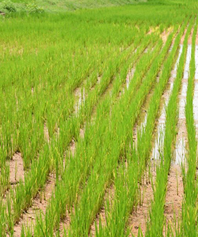 Sai Bhavya Seeds